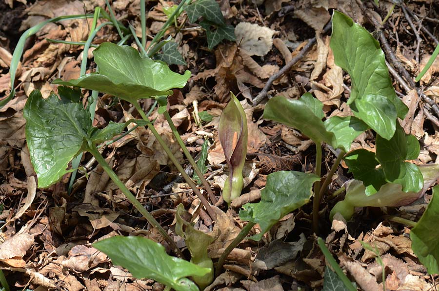 Arum maculatum / Gigaro scuro